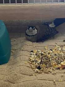 Found Finch