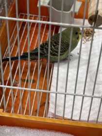 Found Budgerigar