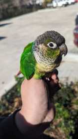 Found Conure