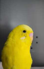 Found Budgerigar