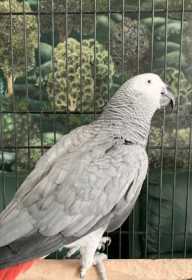 Found African Grey