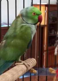 Found Indian Ringneck Parakeet