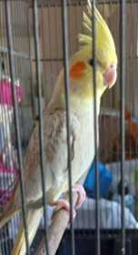 Found Cockatiel