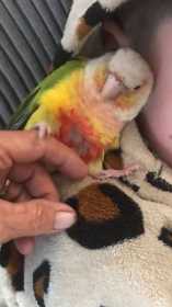 Found Conure