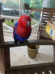 Found Eclectus