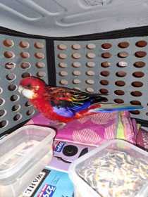 Found Rosella
