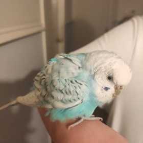 Found Budgerigar