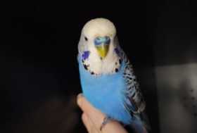 Found Budgerigar