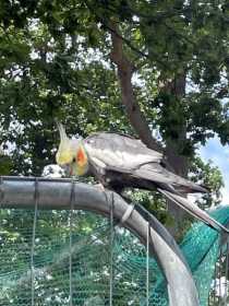 Found Cockatiel