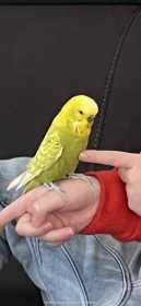 Found Budgerigar