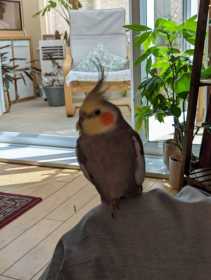 Found Cockatiel