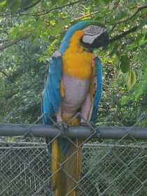 Found Macaw