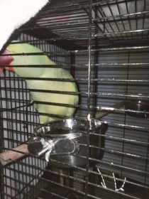 Found Alexandrine