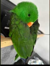 Found Eclectus