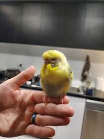 Found Budgerigar