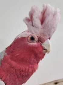 Found Galah Cockatoo