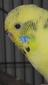 Found Budgerigar