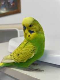 Found Budgerigar