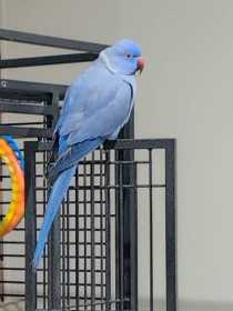 Found Indian Ringneck Parakeet