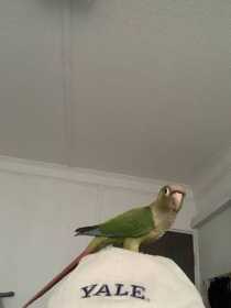 Found Conure