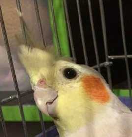 Found Cockatiel