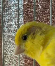 Found Canary