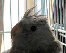 Found Cockatiel