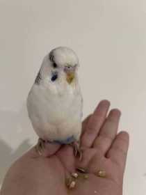 Found Budgerigar