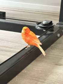 Found Canary