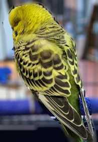 Found Budgerigar