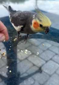 Found Cockatiel