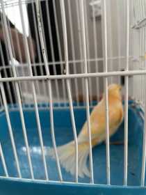 Found Canary