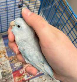 Found Parrotlet