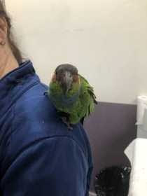 Found Conure