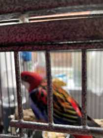 Found Rosella