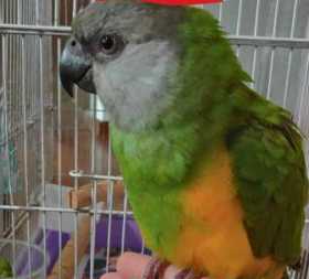 Found Senegal