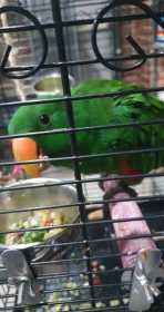 Found Eclectus