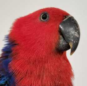 Found Eclectus