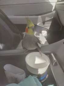 Found Cockatiel