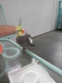 Found Cockatiel