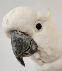 Found Cockatoo