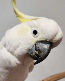 Found Cockatoo