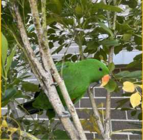 Found Eclectus