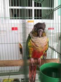 Found Conure