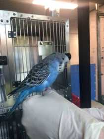 Found Budgerigar
