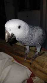 Found African Grey