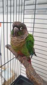 Found Conure