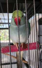 Found Indian Ringneck Parakeet