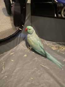Found Indian Ringneck Parakeet