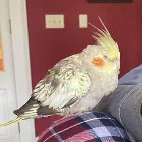 Found Cockatiel